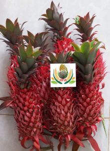 Nanas merah nanas muda hutan 500 gram