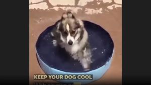 Foldable Outdoor Bath Inflatable Pet Swimming Pool Portable Dog Pool Pet Cat Foldable Bath