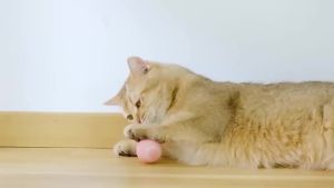 Essential pet toys for pet-loving families Pet toys Playing with cats and dogs pets Pet interactive products rechargeable battery life