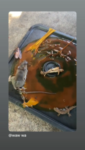 กาวดักหนู (Micky 4D) กาวดักหนูชนิดถาด กาวเหนียวพิเศษ ดักง่าย สะดวก ปลอดภัย ปราศจากสารพิษ บรรจุ 2 ถาด (ปริมาณ 100 กรัม)