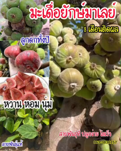 ต้นมะเดื่อยักษ์มาเลย์ สูง 30–40 ซม. ต้นตอนกิ่ง ผลใหญ่ เนื้อแน่น หอมหวาน ปลูกง่าย โตไว ให้ผลเร็ว