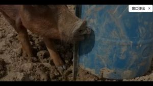 Stainless Automatic Pig Drinker Brass Hat Horses Piglets Waterners Sheep Straw Type Water Feeder for Cows Cattles Goats