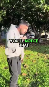 สารสกัดใบมูลเลิน (Mullein Leaf Extract) Drops: รองรับปอดสองชั้น ป้องกันไข้แห้งและทำความสะอาดปอด