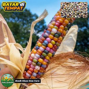 10 BUTIR BIJI/BENIH TANAMAN JAGUNG PELANGI GLASS GEM CORN