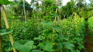 Benih Timun Lalap MONTY 73 F1 20 Gram Timun Baby Cap You seed