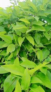 1kg cây mơ rừng dại tươi hữu cơ