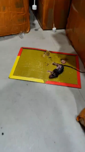 กาวดักหนู แผ่นกาวดักหนู ปลอดสารพิษและปลอดภัย กาวดักหนูุ เหนียวหนึบพิเศษ ติดทน กาวดักหนู ถาด กาวนำเข้าจากเยอรมัน