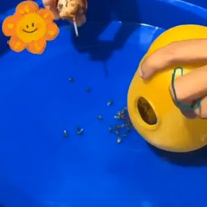 Vizubon- Chế phẩm dẫn dụ diệt ruồi đục trái Vizubon diệt ruồi vàng