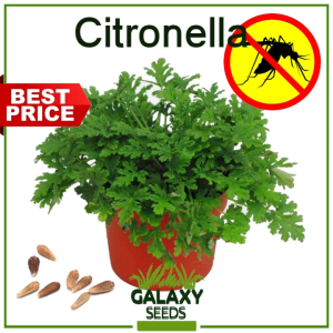 "GalaxySeeds" Value Pack - Citronella Grass Seeds (3 Seed) Natural Mosquito Repellent Plant F1 Eco-Friendly Herb