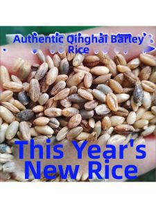 Premium Fresh Naked Barley Grain