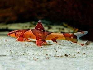 Saddleback Loach/Red Lizard Loach /Ornamental fish/Freshwater/Readystock