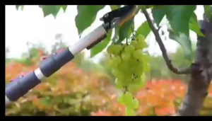 กรรไกรตัดกิ่งไม้และกรรไกรแต่งกิ่งด้ามยาว ดีไซน์พับเก็บได้ง่าย ปรับยืดหดสะดวก ตัดกิ่งสูง กิ่งหนา งานสวน งานบ้าน หรือดูแลต้นไม้ ใช้งานง่าย ทนทาน