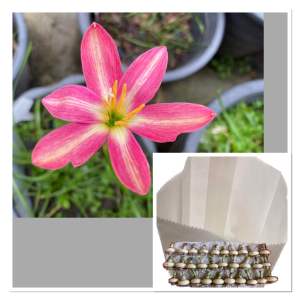 ย.หัวดอกบัวดิน Fairy Heart หัวละ 15 บาท