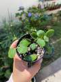 Peperomia hope เปเปอร์โรเมียโฮป. 