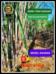 [SEGAR LADANG] 10KG BENIH TEBU RAGNAR UTARA