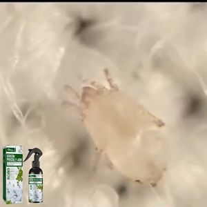 Dust Mite Spray Hama Tilam Bed Bug Spray Mite Removal Spray bed bug spray killer  mite spray 螨虫喷雾剂除螨喷雾剂