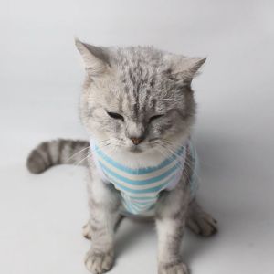 Baju Kaos Kucing Anjing Cowok Cewek Lucu Murah Custome Nama - Bukipet Catchy Dreams Series