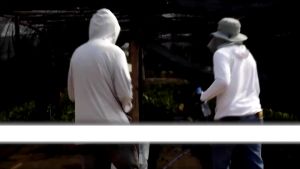 RD2551 (12 ขวด) โปรตีนอะมิโน สารเพิ่มคุณภาพและผลผลิตสกัดจากวัตถุดิบธรรมชาติ ปลอดสารพิษ