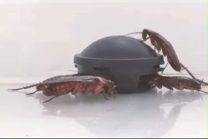 บล็อคแคปซูล เหยื่อกำจัดแมลงสาบ ล่อแมลงสาบสำเร็จรูป สำหรับการกำจัดแมลงสาบตัวเล็กและแมลงสาบตัวใหญ่