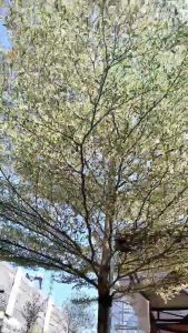 Bibit Ketapang Kencana Varigata Putih: Aneka Bibit Unggul Nirwana