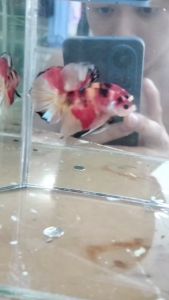 Candy Marble Betta for Aquarium Decoration