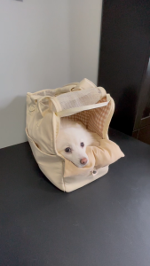 SG ONECUTE Korean Style Pet Cat Carrier & Dog Carrier Shoulder Bag for Outdoor Travel