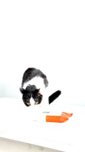 [ 3ห่อ ] ผ้าเปียกสปาสำหรับสัตว์เลี้ยง A-LAB Nourishing Pet Wipes: สูตรออร์แกนิก อ่อนโยน ไม่ระคายเคืองต่อผิว โดย_Homemaid