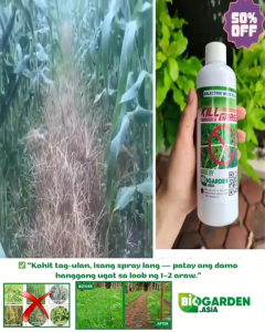 Kill Grass - Ang Pinakamahusay na Organic Herbicide mula sa Castor Oil