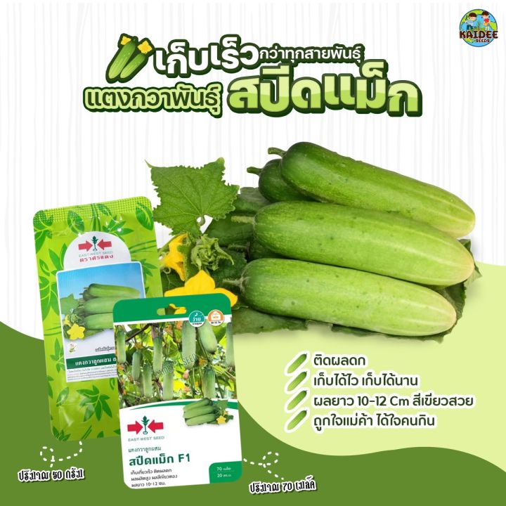 เมล็ดแตงกวาสปีดแม็ก F1 ตราศรแดง 50 กรัม ผลยาว 10-12 ซม. ผลผลิตสูง