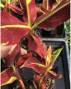 4 นิ้ว กล้วยแดงอินโด - ขนาดกระถาง กล้วยแดงอินโด 4 นิ้ว