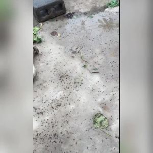 Fenoxyl Methyl Phenthiophos 1% Fly Repellent Cockroach Killer Small Flying Insect Fruit Fly Trap 500 Methylpyridinylphosphonate