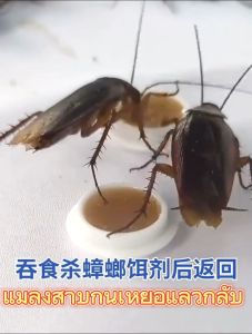 มาตรฐานแมลงสาบ 100% ยาแมลงสาบ ฆ่าให้ตายทั้งรัง สามารถกันน้ำ กันความชื้น และไม่มีพิษ