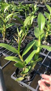 HOA LAN COMBO DENDRO ĐỦ MÀU - MAI HUY SINCE 2008