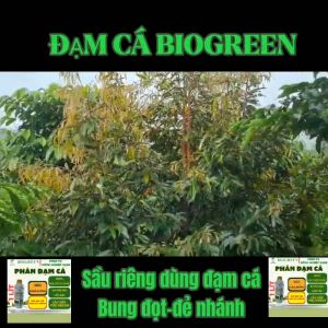 Phân cá hữu cơ dạng nước biogreen cung cấp dinh dưỡng cho cây trồng giúp cây phát triển bung đọt mập thân xanh lá trên rau màu hoa hồng cây ăn quả cây thủy canh cây trong nhà chai 500ml