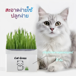 หญ้าแมวอินทรีย์ที่ไม่มีดิน หญ้าแมว ชุดปลูกข้าวสาลี ชุดหญ้าออร์แกนิคพร้อมปลูก วิตามินแมว สำหรับหมาแมวหนูกระต่ายฯลฯ