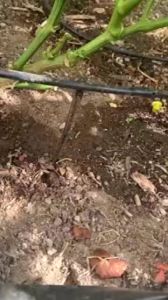 [พร้อมส่ง] 500 ชิ้น ขาปักรับสายไมโคร หัวน้ำหยด ยาว 11 ซม. ขาปักยกท่อน้ำหยด ตั้งหัวน้ำหยด เสาปัก ขาปักดินยกสายไมโคร 4/7 มม. ขาปักสายน้ำหยด