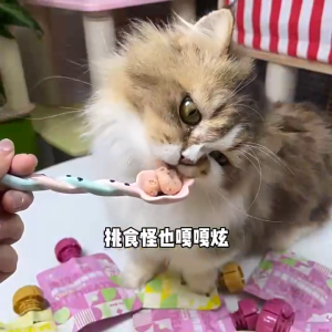 Cat Wet Food Broth Pouch Complete Nutrition Supports Healthy and Delicious Hydration For Cats & Dogs