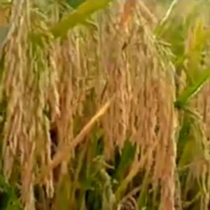 BENIH PADI UNGGUL KABIR 07 BERKUALITAS KEMASAN 1kg