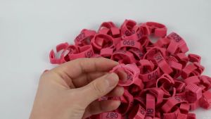 100 ชิ้น ห่วงใส่ขาไก่ ห่วงขาไก่ แหวนใส่เท้าไก่ ห่วงขาไก่ชน แบบปรับได้ ใช้กับฟาร์มไก่