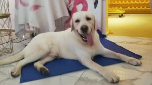 Pet Mat Reusable Washable Ice Silk Crate Pad Sofa Cushion Heat-Relief Blanket Protector for Dog Cat Car Travel Office Access