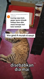 FURREVER OILYEN Minyak Kelapa Dara untuk Kucing Virgin Coconut Oil for Cat VCO for Cat