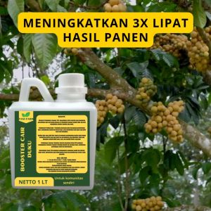 Pupuk Semprot Pelebat Buah DUKU Pupuk Pelebat Buah DUKU Pupuk Penyubur Buah DUKU ZPT