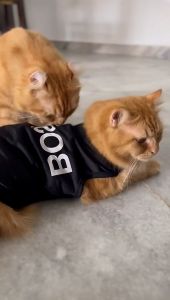 PETLOVER Pet Clothes for Cat and Dog Kitten Male Female 猫咪衣服可爱女 Baju Anak Kucing Kecil 2 Bulan Comel Murah Jantan Betina Cat T Shirt for WOMen