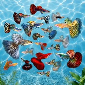 Pure Strain Guppy Aquarium Decoration - Colorful Guppies - Aquatic Scene - Decorative Fish - Aquarium Decoration