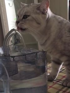 Transparent Pet Cat Water Fountain Dispenser Carbon Filter Replacement Sponge WF050/WF060 (1PCS)