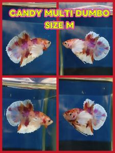 (Same as photo) Candy Multi Dumbo Betta Fish Size M Show Gred
