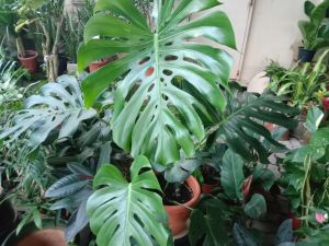 Giant Monstera Deliciosa 🌱龟背竹🌱indoor plant real live pokok hidup