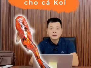 CALCIPHOS hộp 500g Kiểm soát ổn định tốt pH giảm cong thân cho cá koi cá cảnh thủy sinh