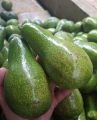 Buah Alpukat - Alpukat Mentega - Alpukat Mentega Jumbo. 
