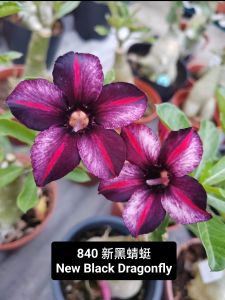 Adenium Obesum Bonsai ID 840 New Black Dragonfly 新黑蜻蜓 富贵花